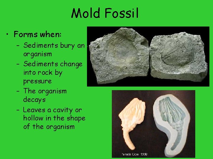 Mold Fossil • Forms when: – Sediments bury an organism – Sediments change into