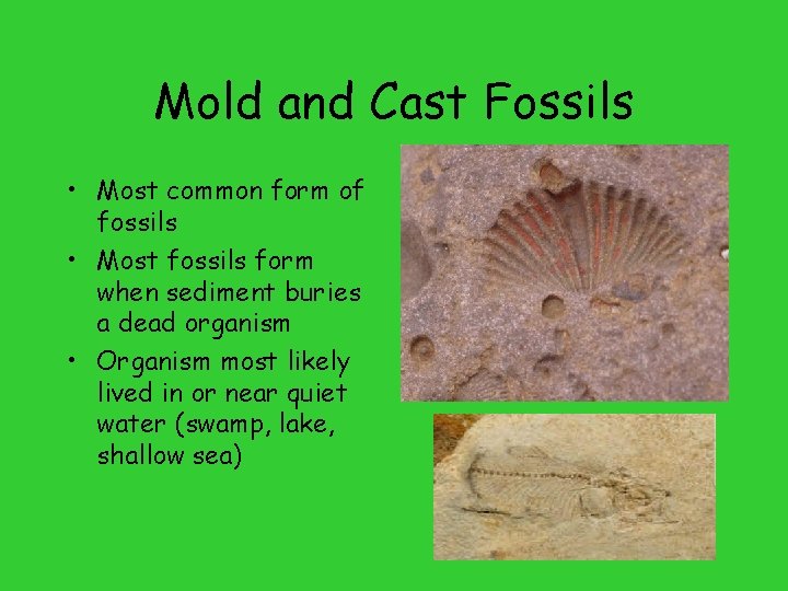 Mold and Cast Fossils • Most common form of fossils • Most fossils form