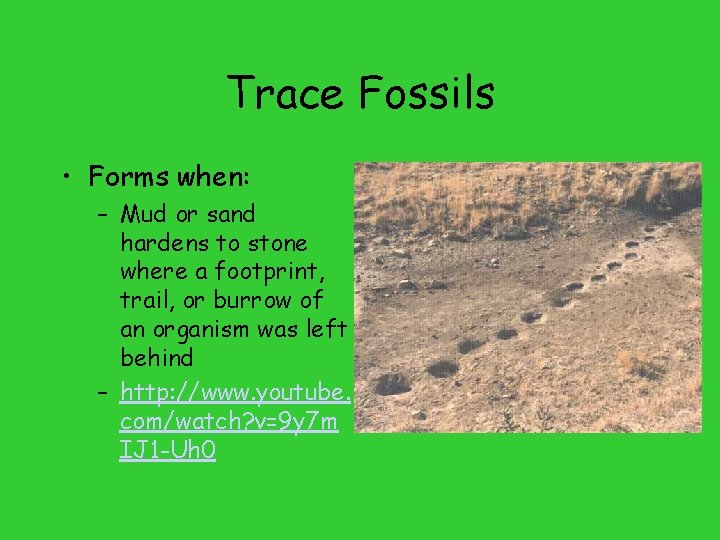 Trace Fossils • Forms when: – Mud or sand hardens to stone where a