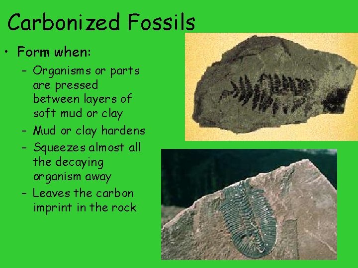 Carbonized Fossils • Form when: – Organisms or parts are pressed between layers of