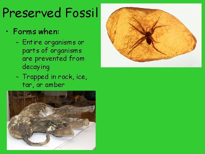 Preserved Fossil • Forms when: – Entire organisms or parts of organisms are prevented