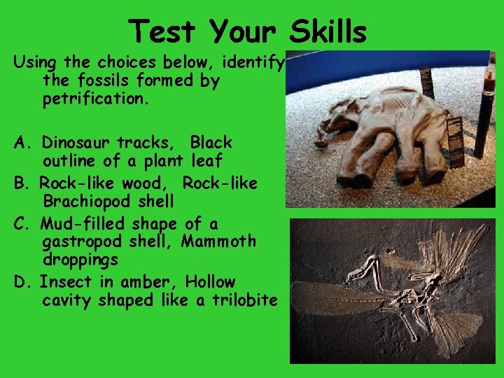 Test Your Skills Using the choices below, identify the fossils formed by petrification. A.