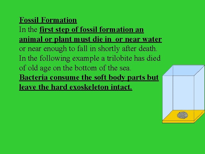 Fossil Formation In the first step of fossil formation an animal or plant must