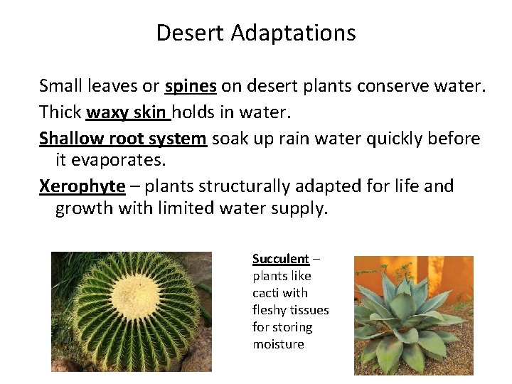 Desert Adaptations Small leaves or spines on desert plants conserve water. Thick waxy skin Desert Adaptations Small leaves or spines on desert plants conserve water. Thick waxy skin