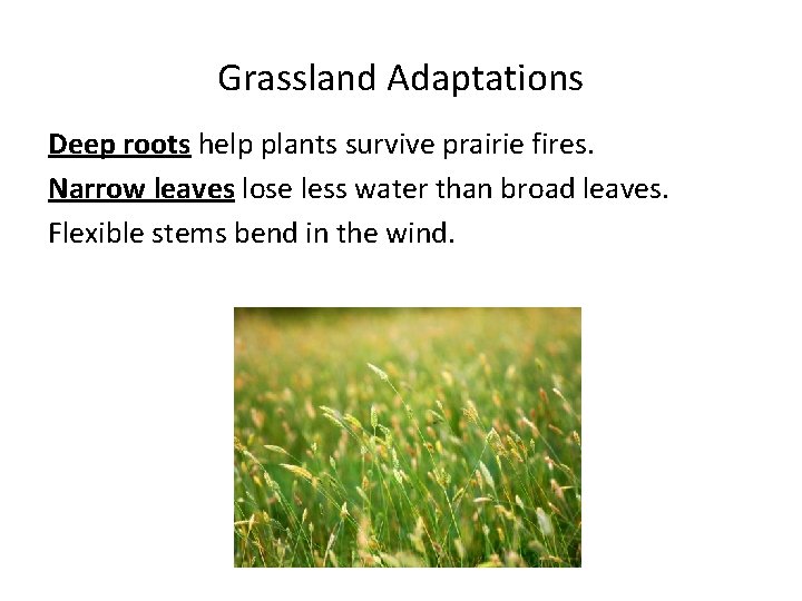 Grassland Adaptations Deep roots help plants survive prairie fires. Narrow leaves lose less water Grassland Adaptations Deep roots help plants survive prairie fires. Narrow leaves lose less water