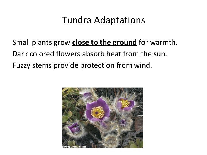 Tundra Adaptations Small plants grow close to the ground for warmth. Dark colored flowers Tundra Adaptations Small plants grow close to the ground for warmth. Dark colored flowers