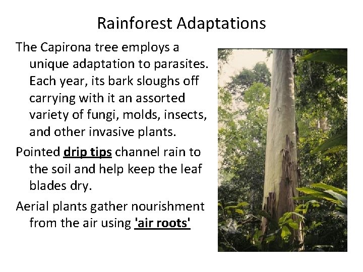 Rainforest Adaptations The Capirona tree employs a unique adaptation to parasites. Each year, its Rainforest Adaptations The Capirona tree employs a unique adaptation to parasites. Each year, its