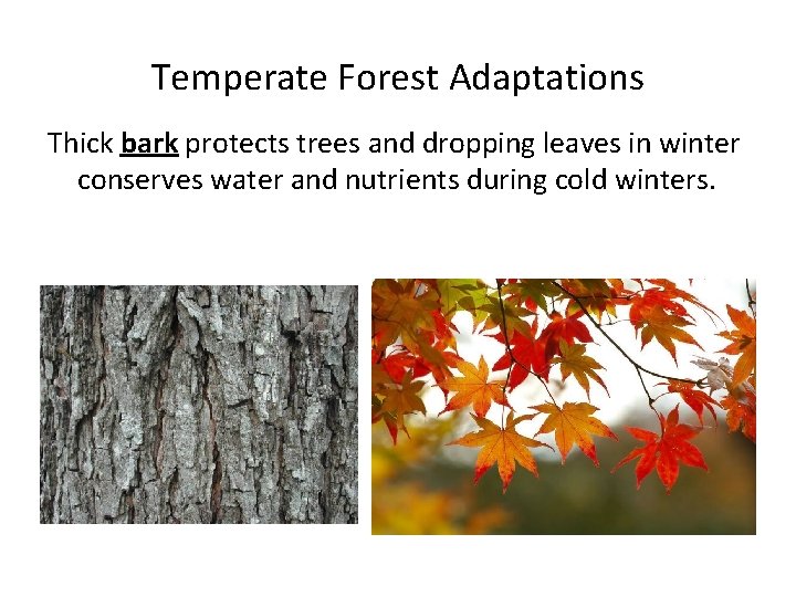 Temperate Forest Adaptations Thick bark protects trees and dropping leaves in winter conserves water Temperate Forest Adaptations Thick bark protects trees and dropping leaves in winter conserves water