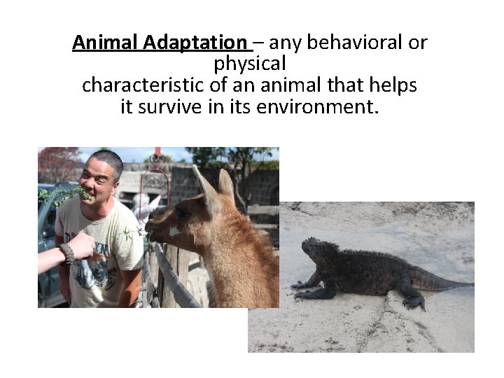 Animal Adaptation – any behavioral or physical characteristic of an animal that helps it Animal Adaptation – any behavioral or physical characteristic of an animal that helps it