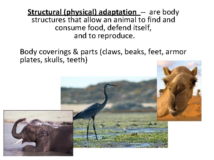 Structural (physical) adaptation -- are body structures that allow an animal to find and Structural (physical) adaptation -- are body structures that allow an animal to find and