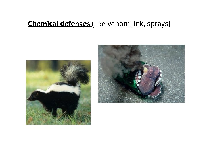 Chemical defenses (like venom, ink, sprays) Chemical defenses (like venom, ink, sprays)