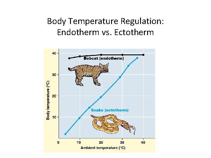 Body Temperature Regulation: Endotherm vs. Ectotherm Body Temperature Regulation: Endotherm vs. Ectotherm