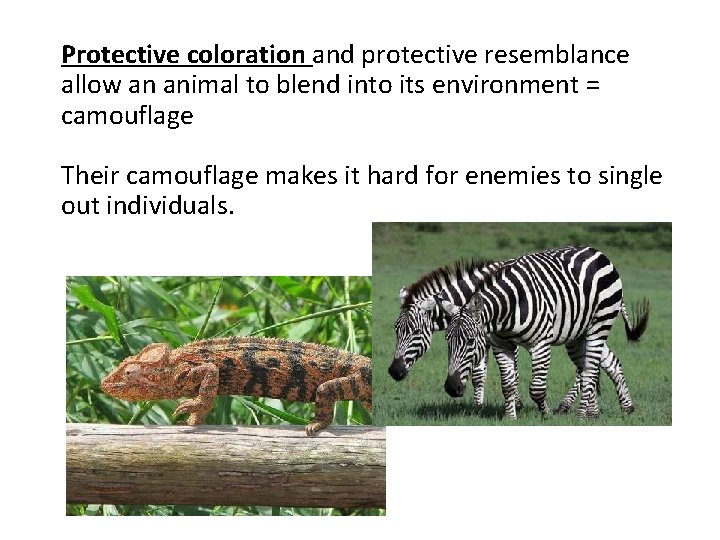 Protective coloration and protective resemblance allow an animal to blend into its environment = Protective coloration and protective resemblance allow an animal to blend into its environment =
