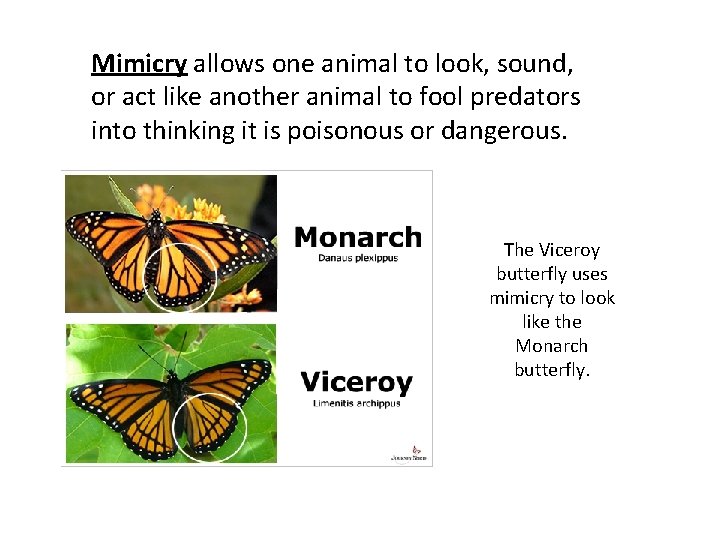 Mimicry allows one animal to look, sound, or act like another animal to fool Mimicry allows one animal to look, sound, or act like another animal to fool