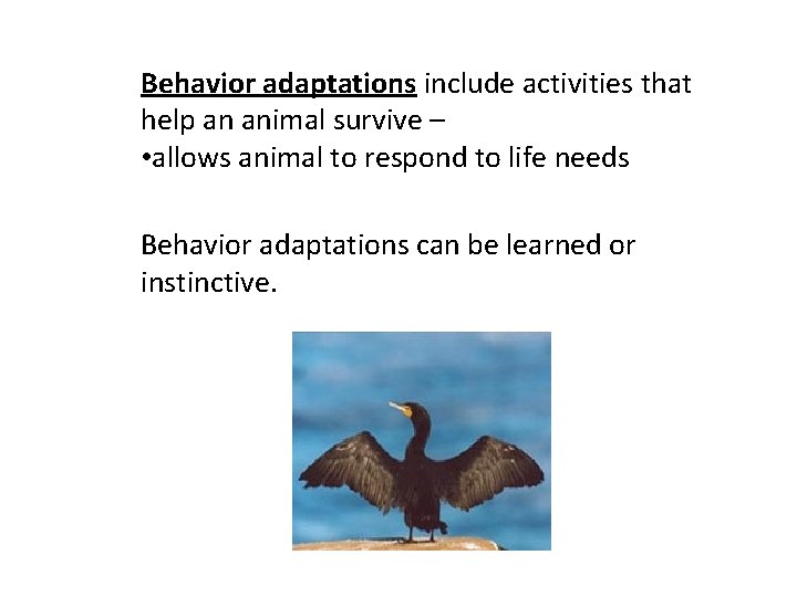Behavior adaptations include activities that help an animal survive – • allows animal to Behavior adaptations include activities that help an animal survive – • allows animal to