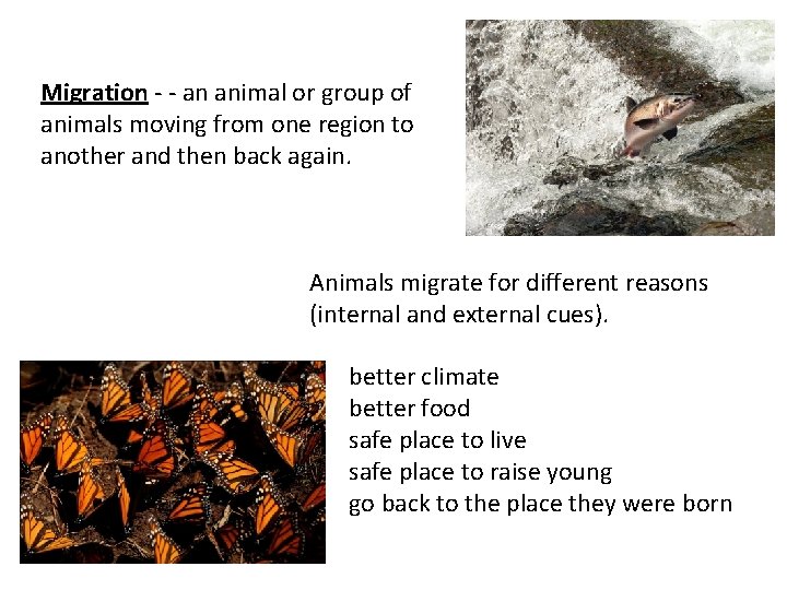Migration - - an animal or group of animals moving from one region to Migration - - an animal or group of animals moving from one region to