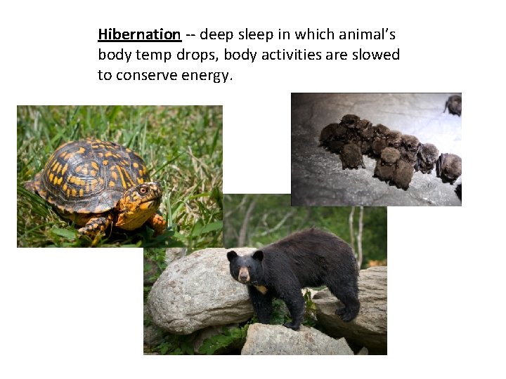 Hibernation -- deep sleep in which animal’s body temp drops, body activities are slowed Hibernation -- deep sleep in which animal’s body temp drops, body activities are slowed