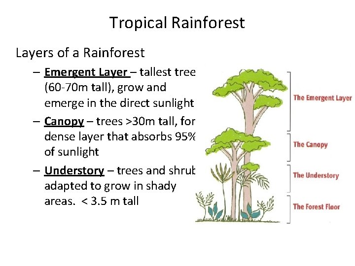 Tropical Rainforest Layers of a Rainforest – Emergent Layer – tallest trees (60 -70 Tropical Rainforest Layers of a Rainforest – Emergent Layer – tallest trees (60 -70