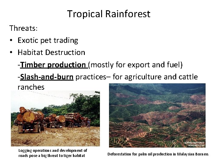 Tropical Rainforest Threats: • Exotic pet trading • Habitat Destruction -Timber production (mostly for Tropical Rainforest Threats: • Exotic pet trading • Habitat Destruction -Timber production (mostly for