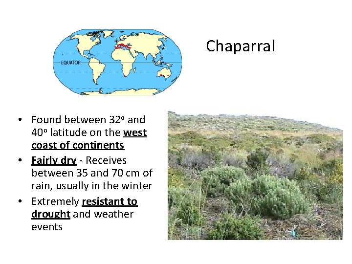 Chaparral • Found between 32 o and 40 o latitude on the west coast Chaparral • Found between 32 o and 40 o latitude on the west coast