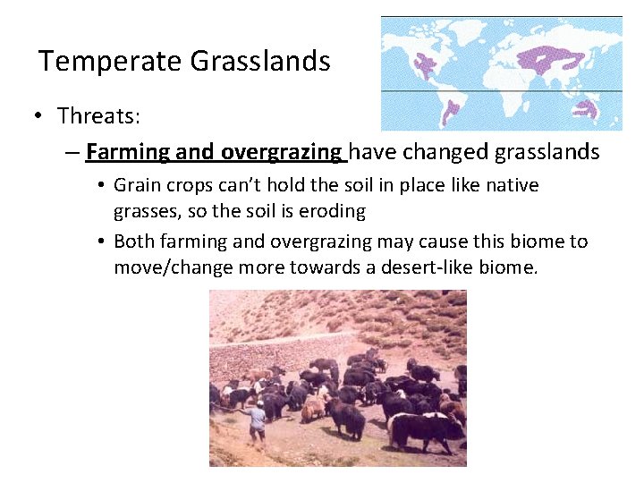 Temperate Grasslands • Threats: – Farming and overgrazing have changed grasslands • Grain crops Temperate Grasslands • Threats: – Farming and overgrazing have changed grasslands • Grain crops