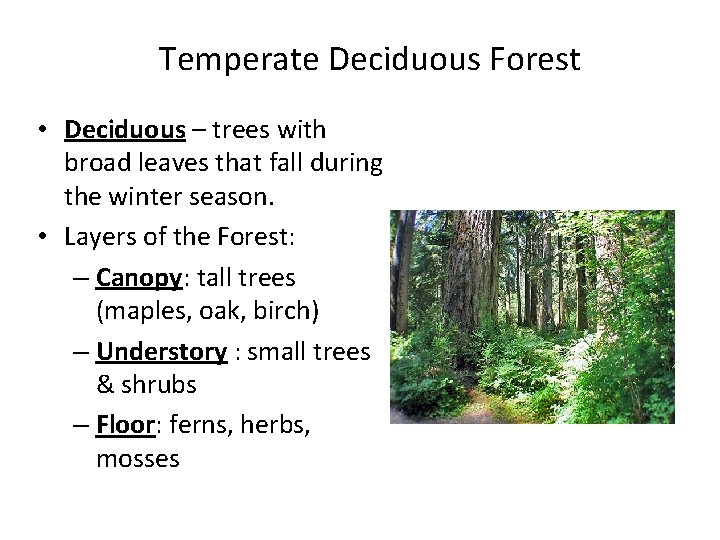 Temperate Deciduous Forest • Deciduous – trees with broad leaves that fall during the Temperate Deciduous Forest • Deciduous – trees with broad leaves that fall during the