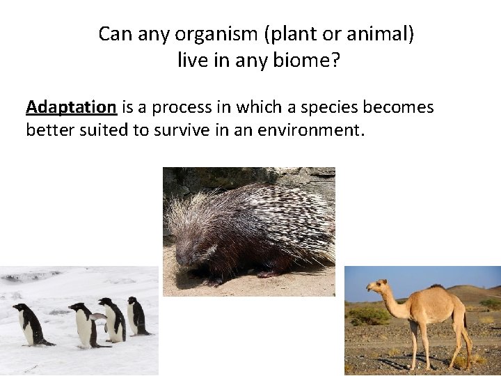 Can any organism (plant or animal) live in any biome? Adaptation is a process Can any organism (plant or animal) live in any biome? Adaptation is a process