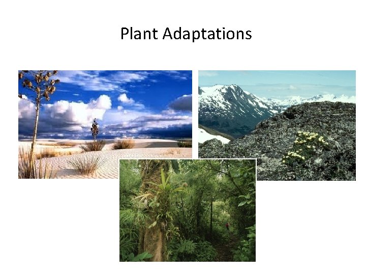 Plant Adaptations Plant Adaptations