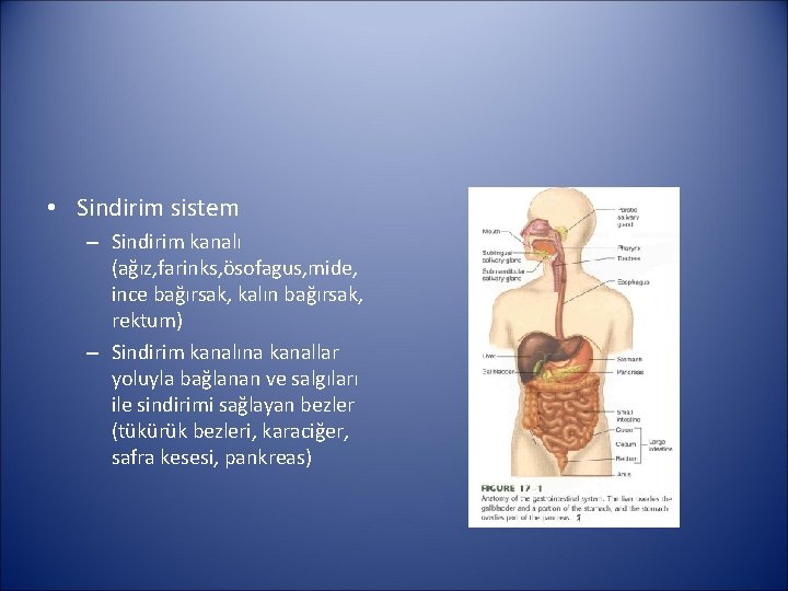  • Sindirim sistem – Sindirim kanalı (ağız, farinks, ösofagus, mide, ince bağırsak, kalın