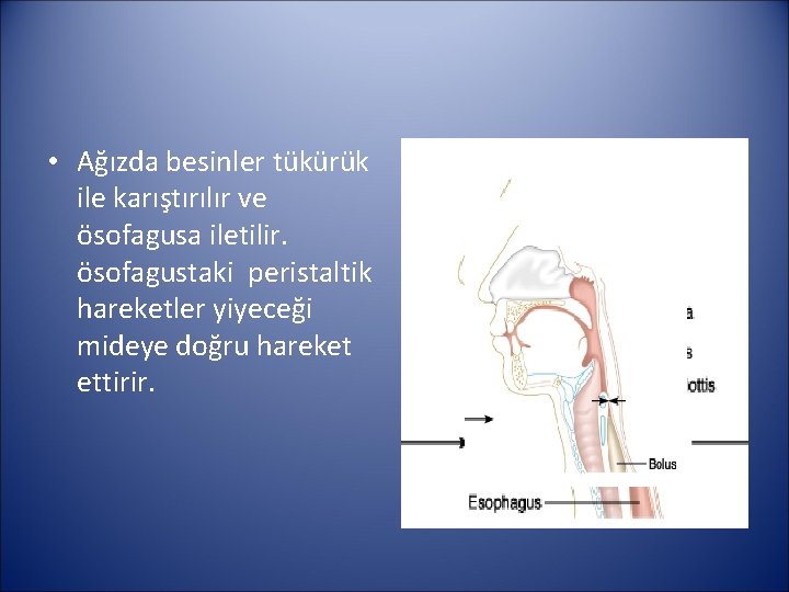  • Ağızda besinler tükürük ile karıştırılır ve ösofagusa iletilir. ösofagustaki peristaltik hareketler yiyeceği