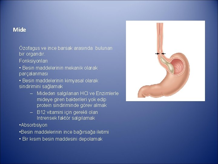 Mide Özofagus ve ince barsak arasında bulunan bir organdır. Fonksiyonları • Besin maddelerinin mekanik