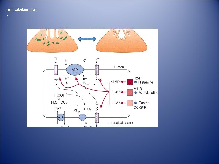 HCL salgılanması • 