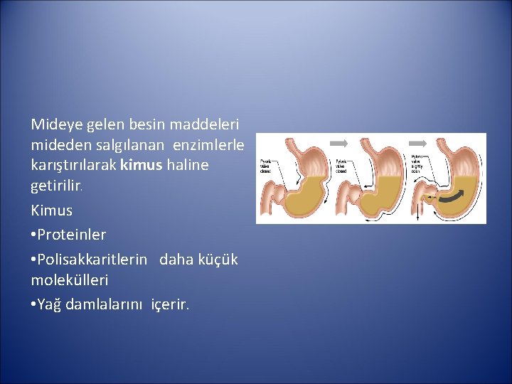 Mideye gelen besin maddeleri mideden salgılanan enzimlerle karıştırılarak kimus haline getirilir. Kimus • Proteinler