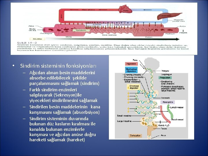  • Sindirim sisteminin fonksiyonları – Ağızdan alınan besin maddelerini absorbe edilebilecek şekilde parçalanmasını