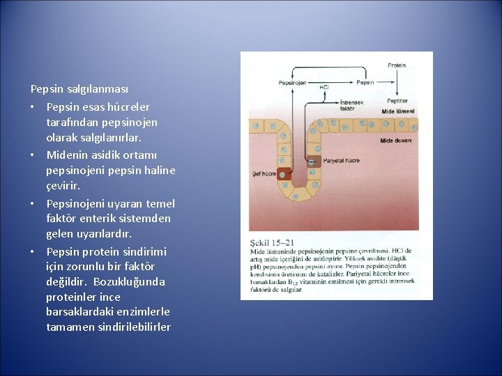 Pepsin salgılanması • Pepsin esas hücreler tarafından pepsinojen olarak salgılanırlar. • Midenin asidik ortamı