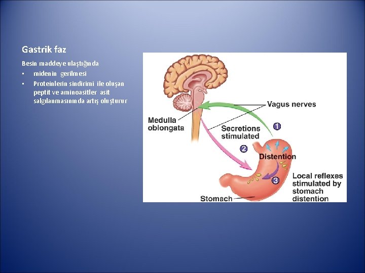 Gastrik faz Besin maddeye ulaştığında • midenin gerilmesi • Proteinlerin sindirimi ile oluşan peptit