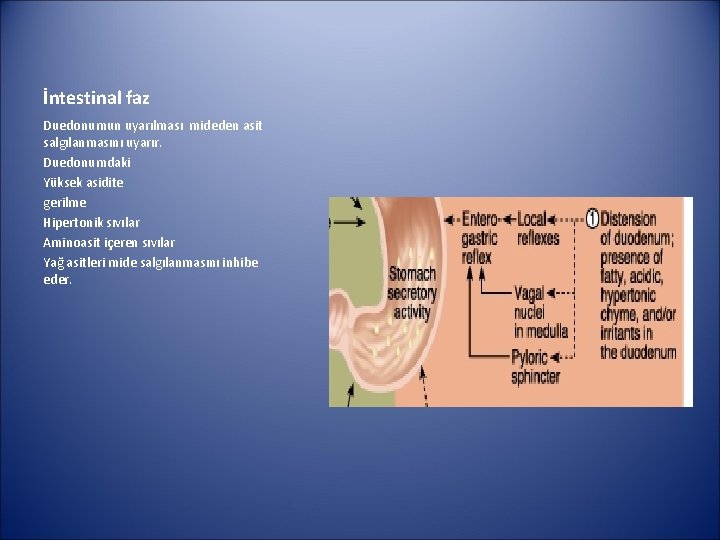 İntestinal faz Duedonumun uyarılması mideden asit salgılanmasını uyarır. Duedonumdaki Yüksek asidite gerilme Hipertonik sıvılar