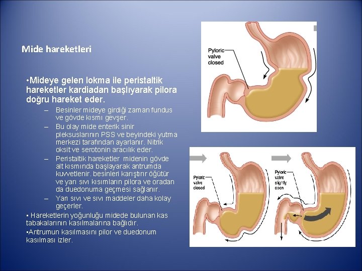 Mide hareketleri • Mideye gelen lokma ile peristaltik hareketler kardiadan başlıyarak pilora doğru hareket