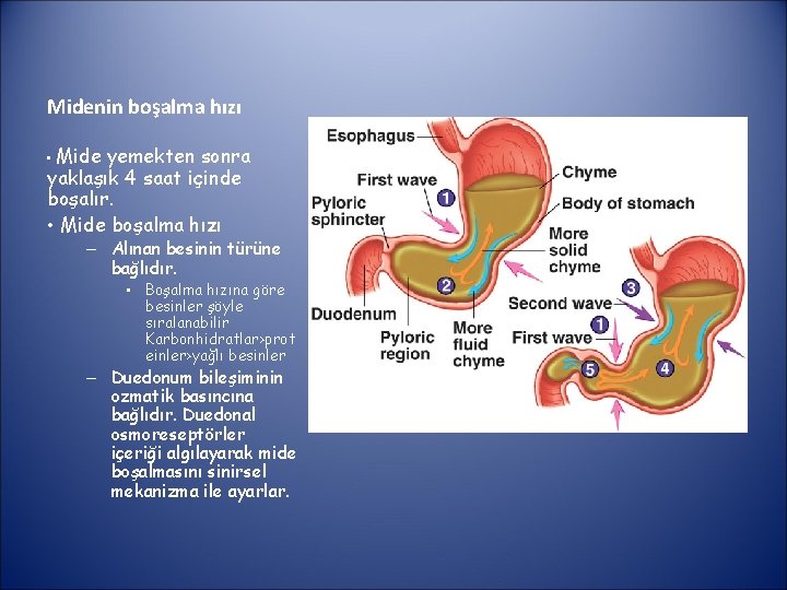 Midenin boşalma hızı • Mide yemekten sonra yaklaşık 4 saat içinde boşalır. • Mide