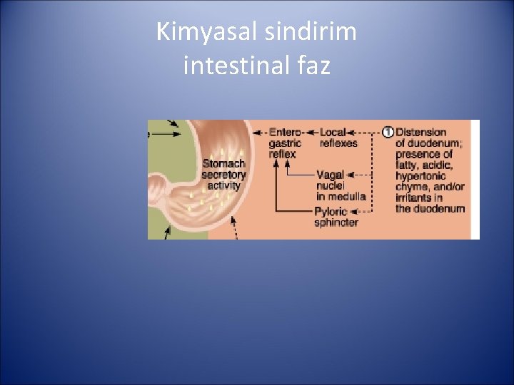 Kimyasal sindirim intestinal faz 