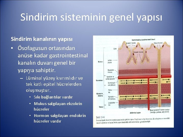 Sindirim sisteminin genel yapısı Sindirim kanalının yapısı • Ösofagusun ortasından anüse kadar gastrointestinal kanalın