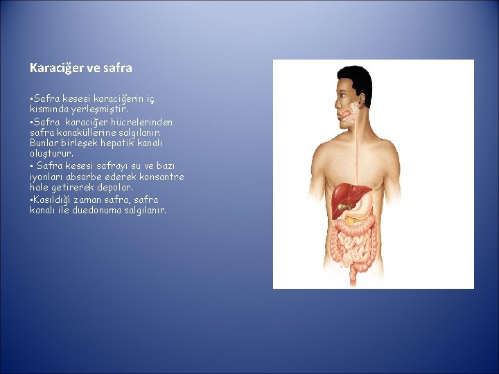 Karaciğer ve safra • Safra kesesi karaciğerin iç kısmında yerleşmiştir. • Safra karaciğer hücrelerinden