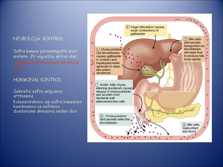 NEUROLOjik KONTROL Safra kesesi parasempatik sinir sistemi (N vagus)ile aktive olur. Sempatik sinir sistemi