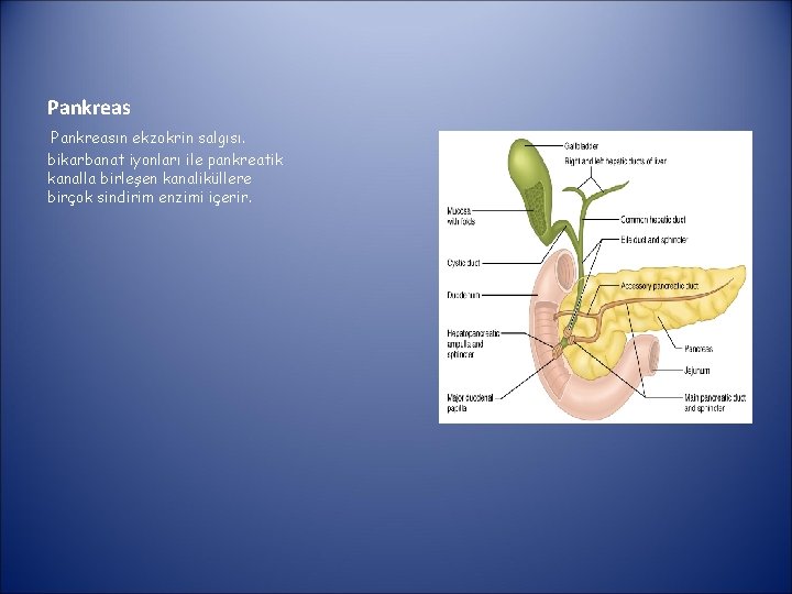 Pankreasın ekzokrin salgısı. bikarbanat iyonları ile pankreatik kanalla birleşen kanaliküllere birçok sindirim enzimi içerir.