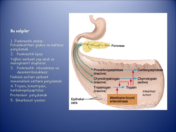 Bu salgılar 1. Pankreatik amilaz: Polisakkaritleri glukoz ve maltoza parçalamak 2. Pankreatik lipaz: Yağları