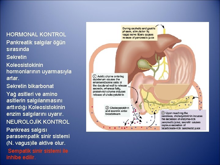 HORMONAL KONTROL Pankreatik salgılar öğün sırasında Sekretin Koleosistokinin hormonlarının uyarmasıyla artar. Sekretin bikarbonat Yağ