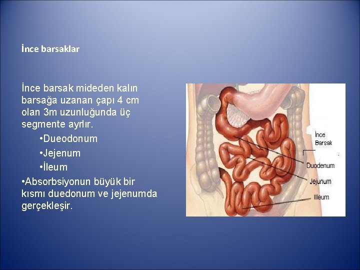 İnce barsaklar İnce barsak mideden kalın barsağa uzanan çapı 4 cm olan 3 m