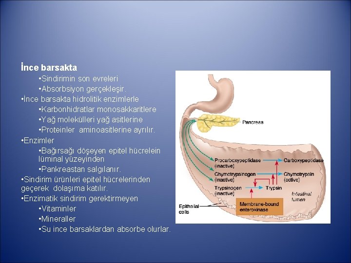 İnce barsakta • Sindirimin son evreleri • Absorbsiyon gerçekleşir. • İnce barsakta hidrolitik enzimlerle