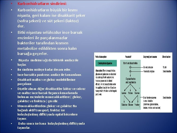  • • • Karbonhidratların sindirimi: Karbonhidratların büyük bir kısmı nişasta, geri kalanı ise