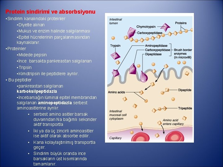 Protein sindirimi ve absorbsiyonu • Sindirim kanalındaki proteinler • Diyetle alınan • Mukus ve